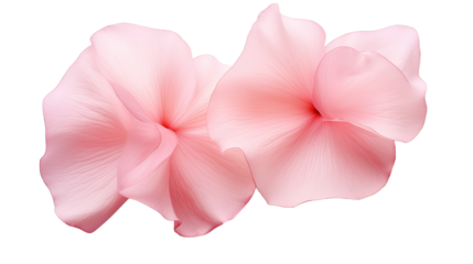 Beautiful flower petals. Isolated on Transparent background.