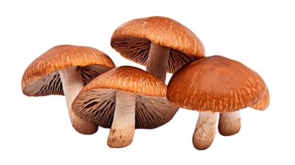Brown beech mushrooms. Isolated on Transparent background.