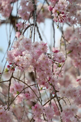 Obraz premium 上賀茂神社境内の枝垂れ桜