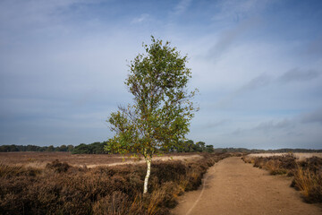 The large, quiet heathland of the Ballooërveld in the province of Drenthe. It is a popular hiking area.