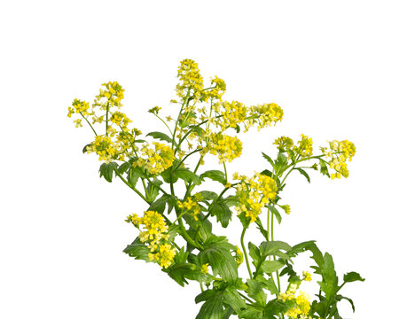 Mustard plant flowering on white. Wild mustard flowers.
