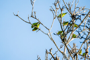 Scarlet macaw bird in Costa Rica red parrot