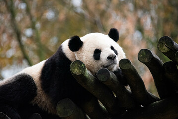 Obraz na płótnie Canvas Sleeping giant panda
