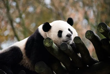 Poster Im Rahmen Sleeping giant panda © Perrine