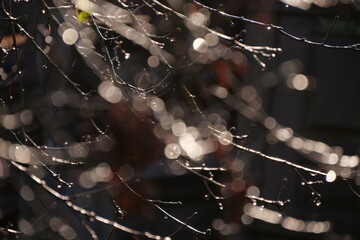 branches without leaves after rain with bokeh
