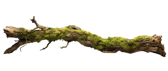 Rotten branch covered in green moss. Isolated on Transparent background. - obrazy, fototapety, plakaty