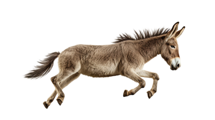 Side View Jumping Donkey. Isolated on Transparent background.