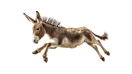 Side View Jumping Donkey. Isolated on Transparent background.
