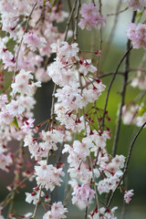 上賀茂神社境内の枝垂れ桜
