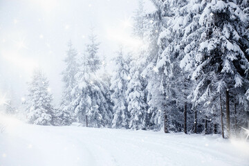 Obraz premium snowy fir trees in winter mountains