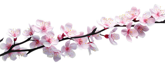 Obraz na płótnie Canvas Beautiful sakura flowers. Isolated on Transparent background.