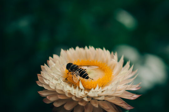 Honeybee feeding on a Everlasting daisy or Xerochrysum bracteatum flower