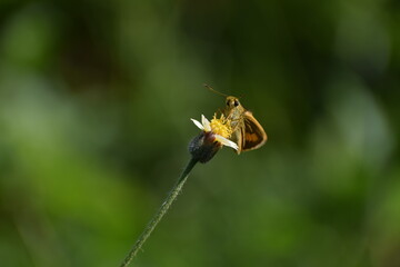 Polites vibex or the Whirlabout grass skipper resting on tridax daisy flower