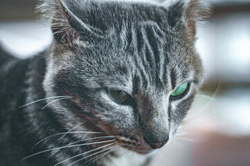 Gray cat relaxing with closed eyes, sleeping cat, meditating cat