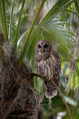 Barred owl in a mossy tree