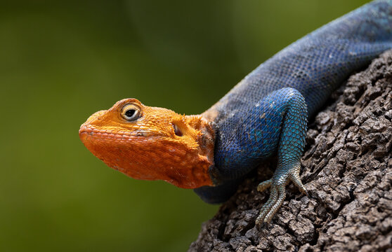 Red headed agama lizard in Amboseli National Park, Africa