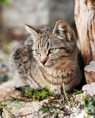 Close-up of an outdoor cat puppy.