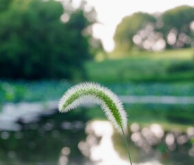 Cat Tail in Water 