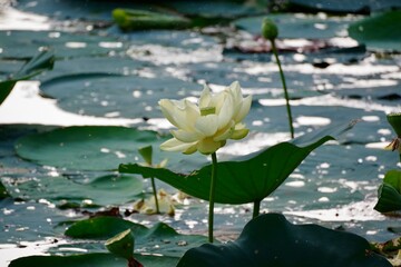 Lily Pad