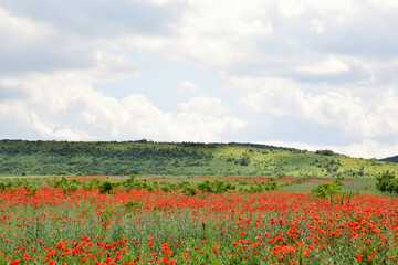 Field of blooming red poppies against the backdrop of mountains