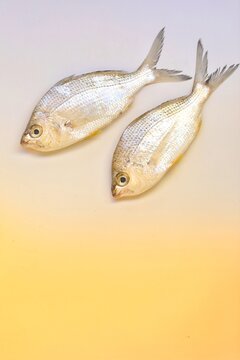 Gerres subfasciatus,common  silver belly ,sea ​​fresh fish, on white background, top view, place for text, background image, free space, background.