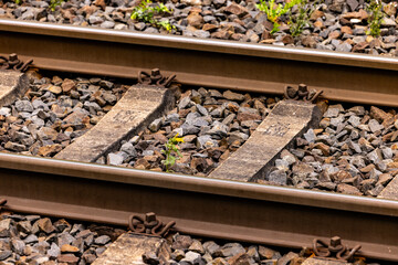 A flowering plant in the middle of a railroad track