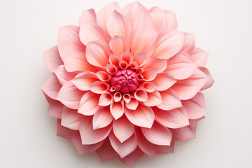 A solitary Dahlia, framed by a white backdrop, is captured in striking detail.