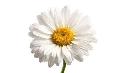 Fototapeta premium Daisie flower isolated on white background, cutout 
