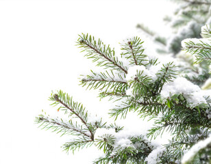 Fir tree with snow in nature isolated on white background, cutout 