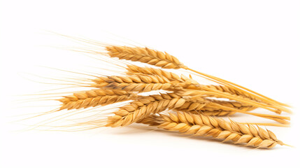 Wholewheat crisply set against a clear backdrop, in perfect focus for a farming-oriented image.