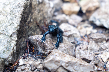 Black alpine salamander