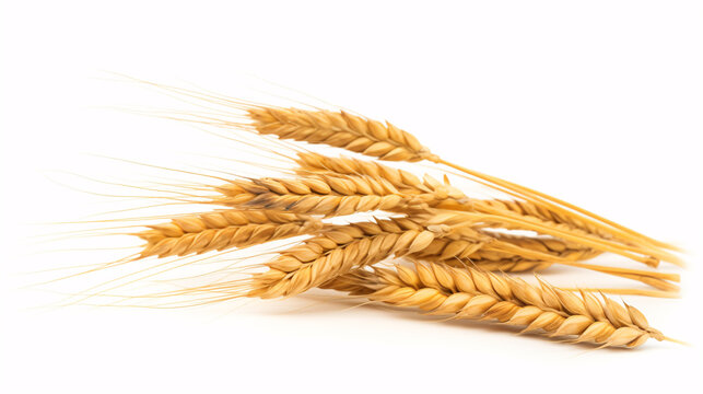 Wholewheat crisply set against a clear backdrop, in perfect focus for a farming-oriented image.