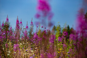 tall pink flowers under a blue sky during summer