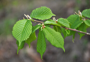 Hornbeam tree branch with young leaves
