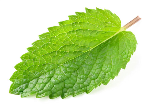Single mint leaf isolated on white background, cutout 
