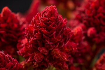 Celosia cristata red. Summer plant flora red color beauty. Generate Ai