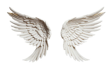Angel Wing on a Transparent Backdrop