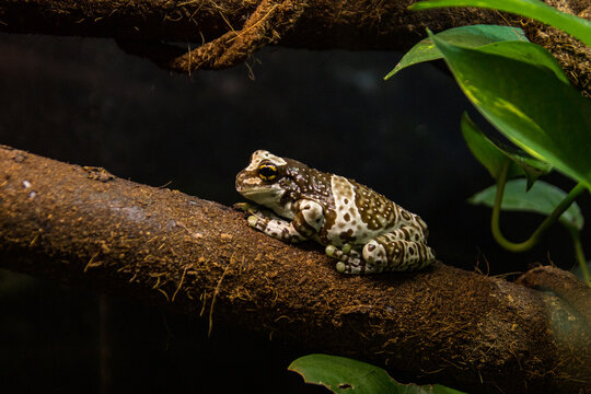 Tree frog toad in a terrarium on a wooden log