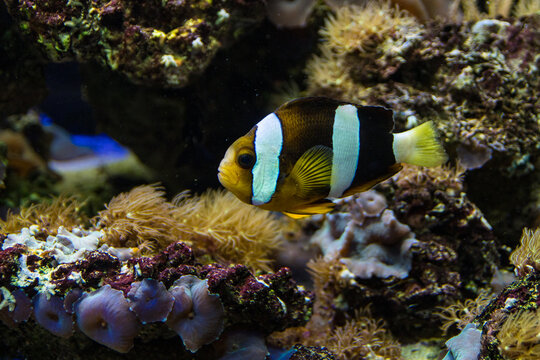 Bright colored fish in an aquarium with corals and vegetation