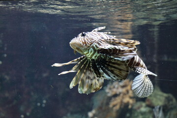 Lion fish swimming in water bassin - obrazy, fototapety, plakaty