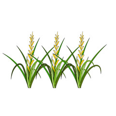 Rice Plant Agriculture Vector Design. Rice Plant Design Element. Rice Plant Single Icon. Rice Plant Illustration Svg File