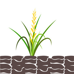 Rice Plant Agriculture Vector Design. Rice Plant Design Element. Rice Plant Single Icon. Rice Plant Illustration Svg File