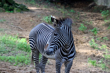 Fototapeta na wymiar The Chapman's zebra (Equus quagga chapmani)
