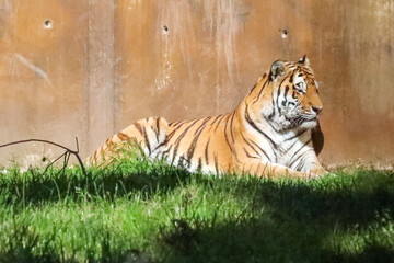 Amur or Siberian tiger in the Ouwehand Zoo Holland