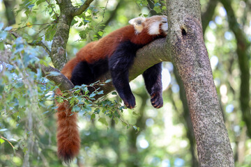 Red panda is sleeping lazily in a tree of Ouwehands Zoo in Rhenen