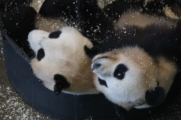 Giant pandas Wu Wen and Fan Xing take a sawdust bath in Ouwehands