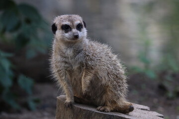 Portrait of a cute meerkat looking into the camera and sitting on a tree trunk