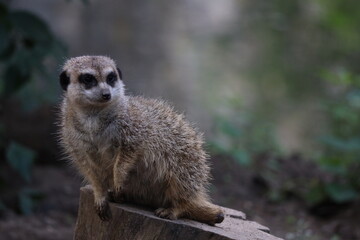 Portrait of a cute meerkat looking into the camera and sitting on a tree trunk