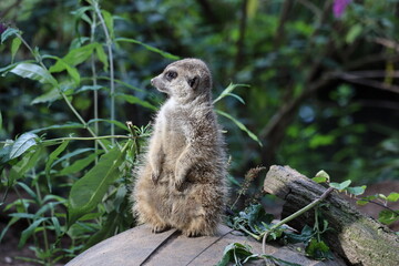 Portrait of a cute meerkat looking into the camera and sitting on a tree trunk
