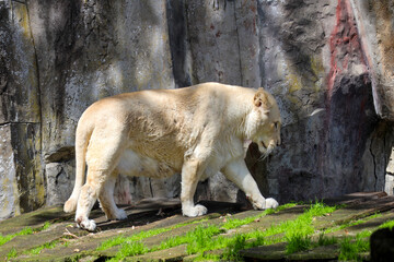 a male and female white lion lie side by side on a wooden platform. The female white lion is showing her teeth while yawning